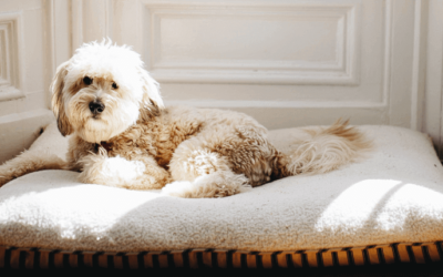 É permitido proibir cachorros no apartamento? Veja aqui