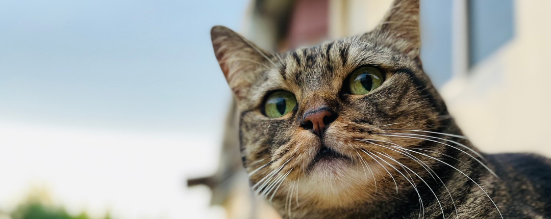 Problemas com gatos soltos no condomínio? Saiba o que fazer!