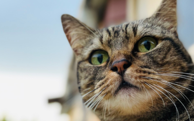 Problemas com gatos soltos no condomínio? Saiba o que fazer!